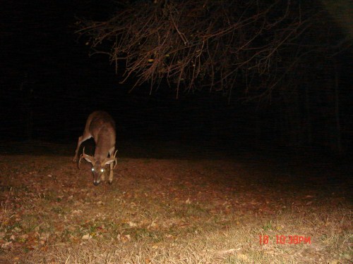 Ten point buck