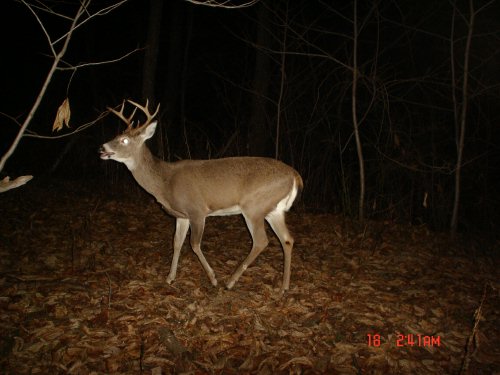 8 Point buck