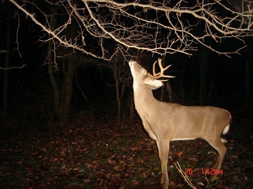 9 Point Buck