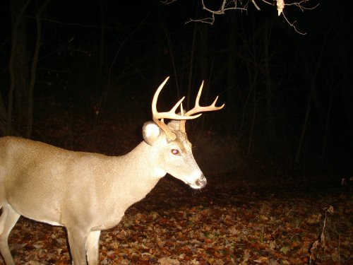 Eight point buck