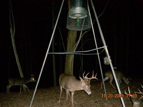 Four Whitetail Bucks