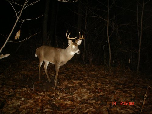 Nine Point Buck