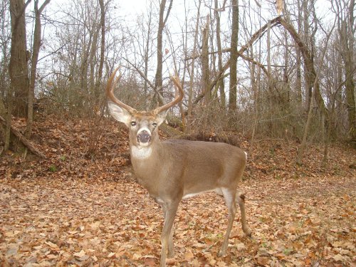 Seven point buck