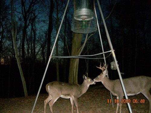 Two whitetail bucks