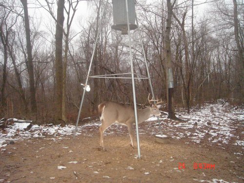 Seven point buck at feeder