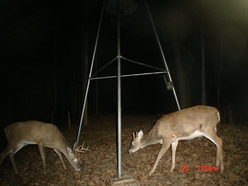 Eight point buck