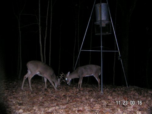 Fighting whitetail bucks