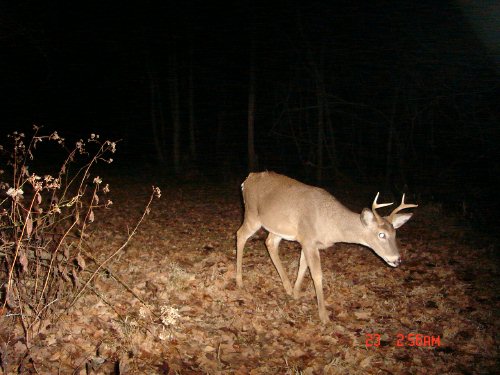 Four point buck