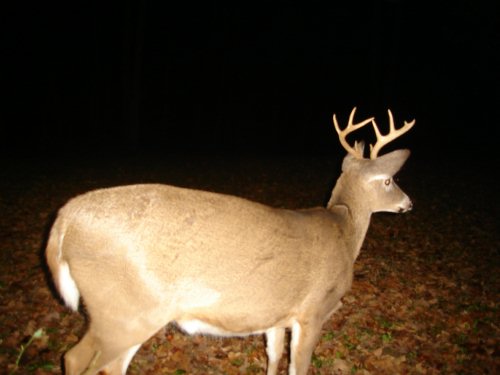 Nine point buck