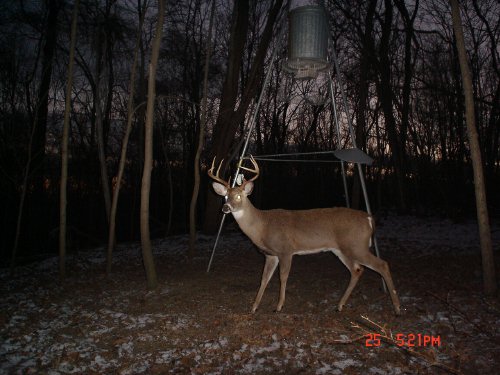 Wide eight point buck