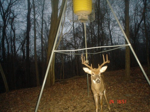 Eight point buck with a bad eye