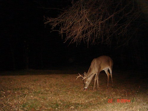 Crab Claw Buck