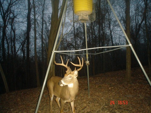 Eight point buck