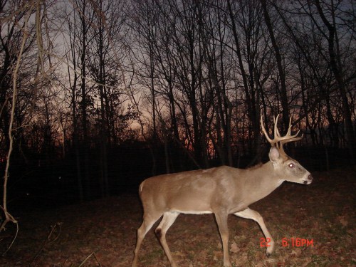 Nine point buck