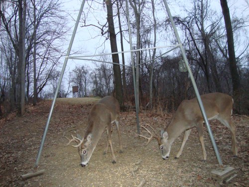 Small nine point buck