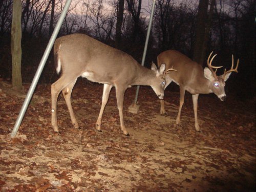 Eight point buck