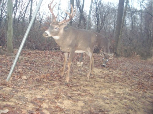 Eight point buck