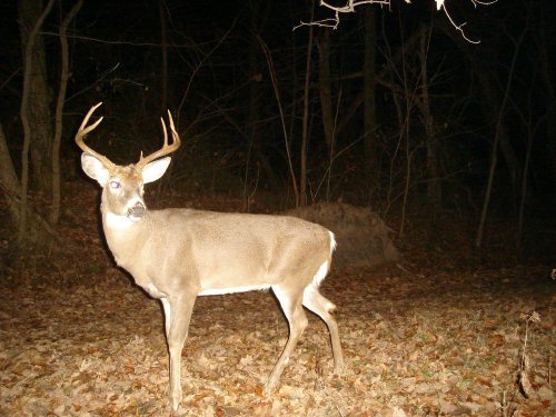 Seven point whitetail buck