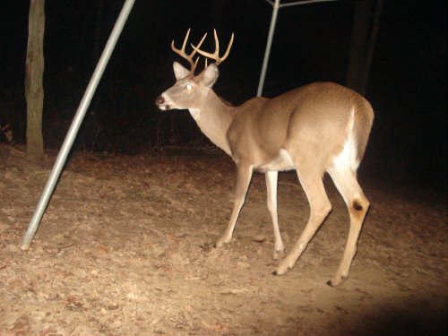 Tall racked eight point buck