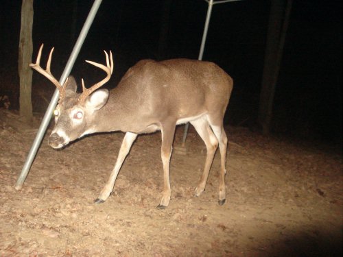 Eight Point Buck