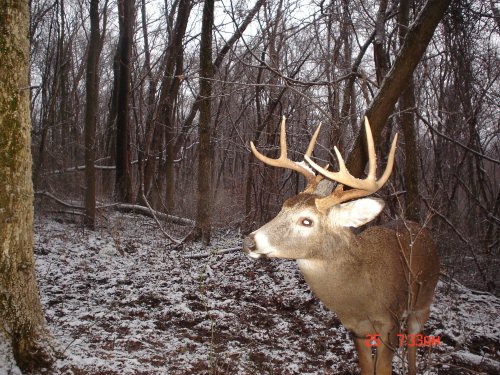 Nine Point Buck