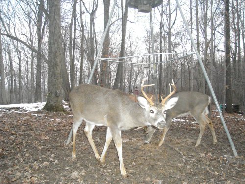 Small eight point buck