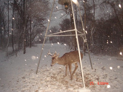 Eight point buck in the snow