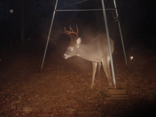 Tall racked eight point buck