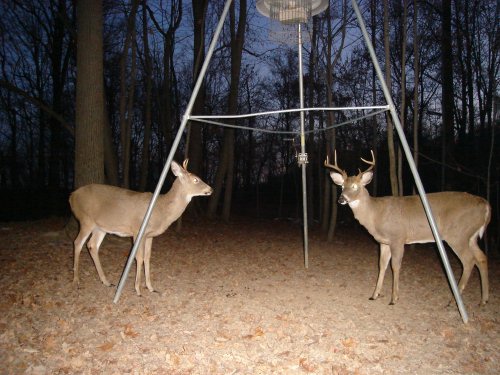 Wide eight point buck