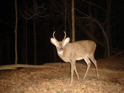 length of counable point on a spike deer