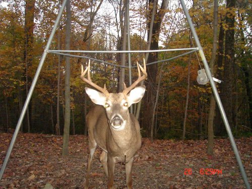 Eight point buck