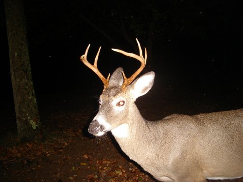 Eight point whitetail buck