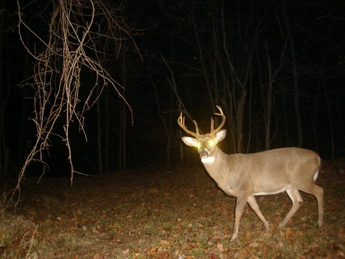 Split Brow Tine Ten Point Buck