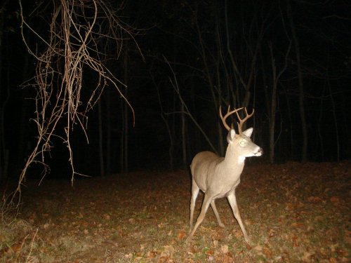 Tall rack eight point buck