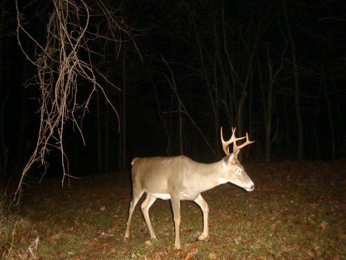 Whitetail Buck