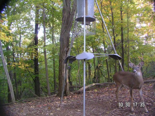 six point whitetail buck