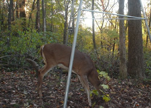 Nine point buck with a branch stuck in its antlers.