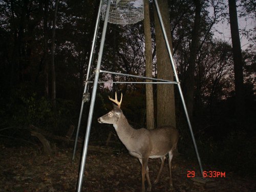 eight point whitetail buck