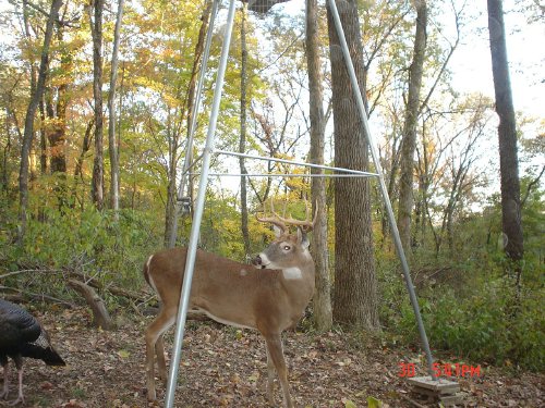 nine point whitetail buck