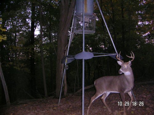 seven point whitetail buck