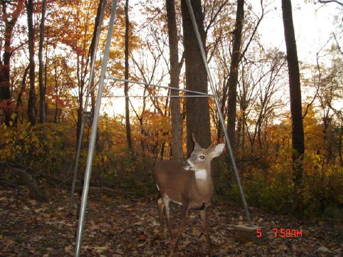 three point whitetail buck