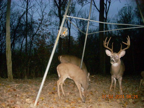 Big ten point buck