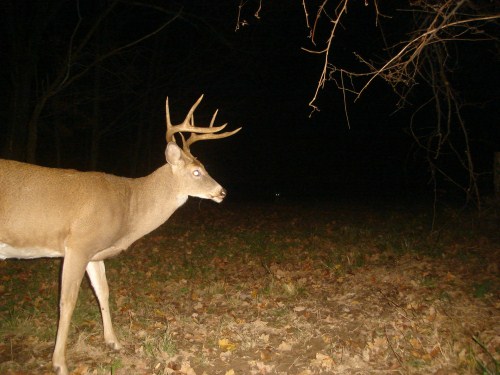 Eight point buck