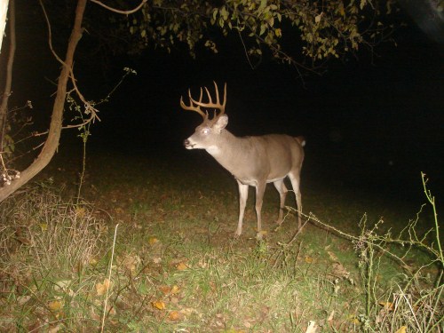 Ten point buck