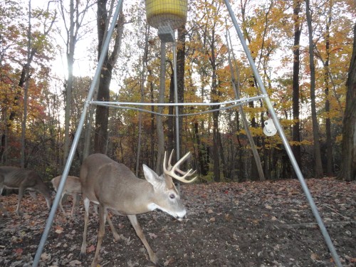 Ten point whitetail buck