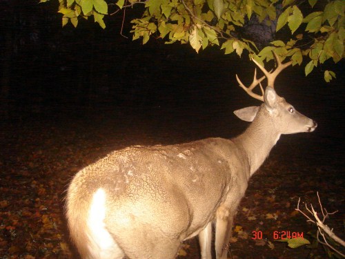 Young whitetail buck