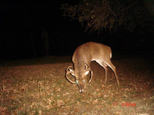 Nine point buck