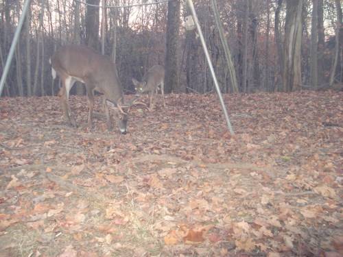 Eight point buck