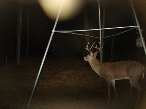 nine point buck