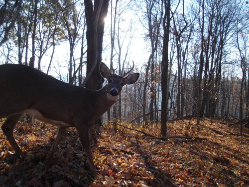 Six point buck